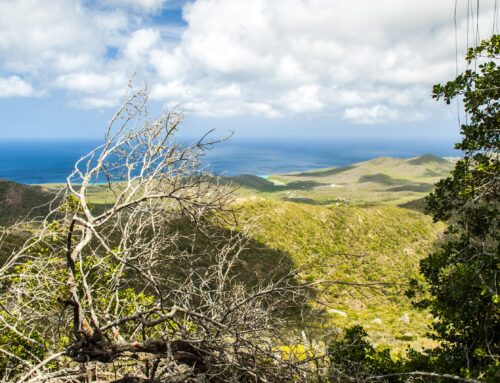 Top 5 dagtrips op Curaçao: van Klein Curaçao tot Christoffelpark